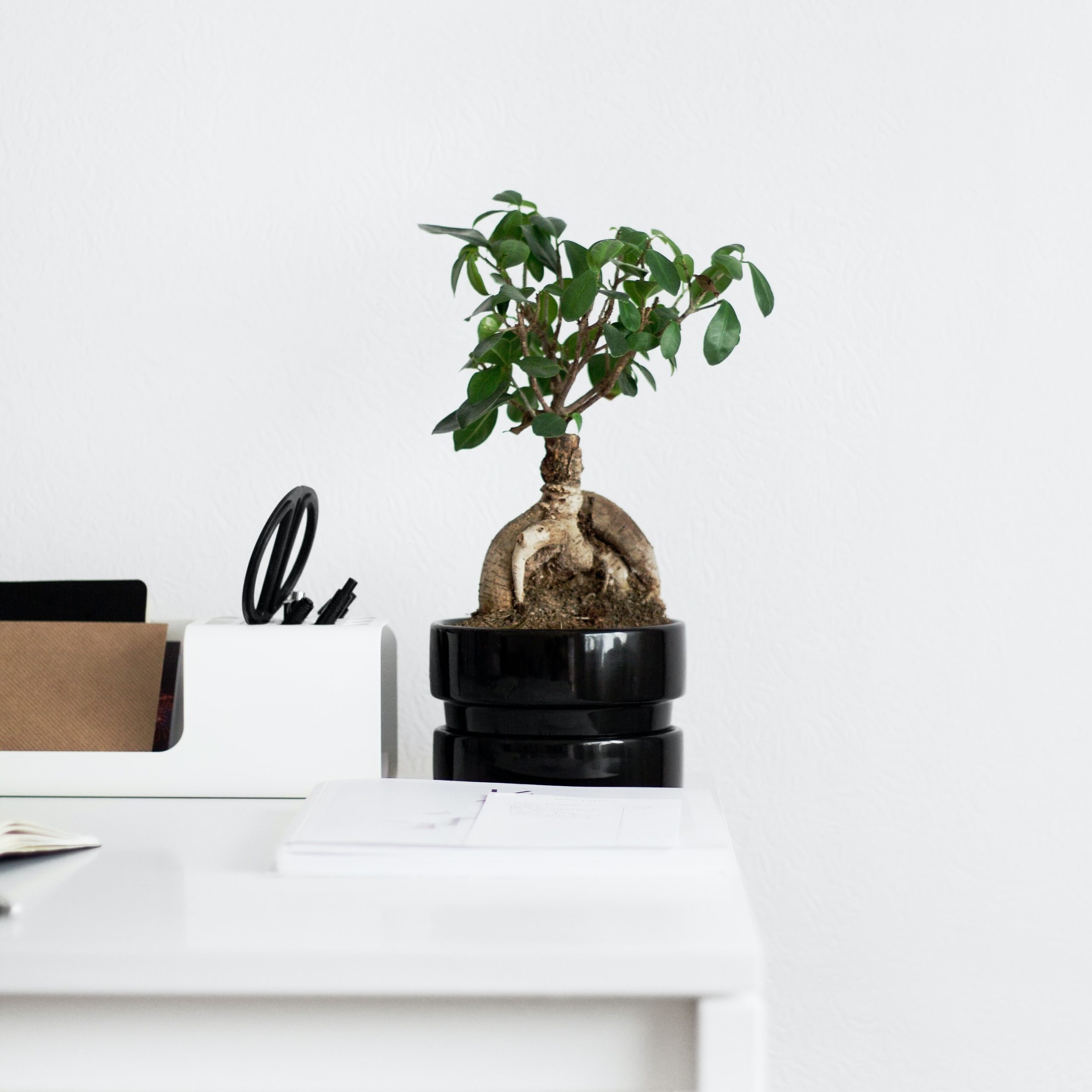 Bodegón de un bonsai en una mesa de color blanco.
