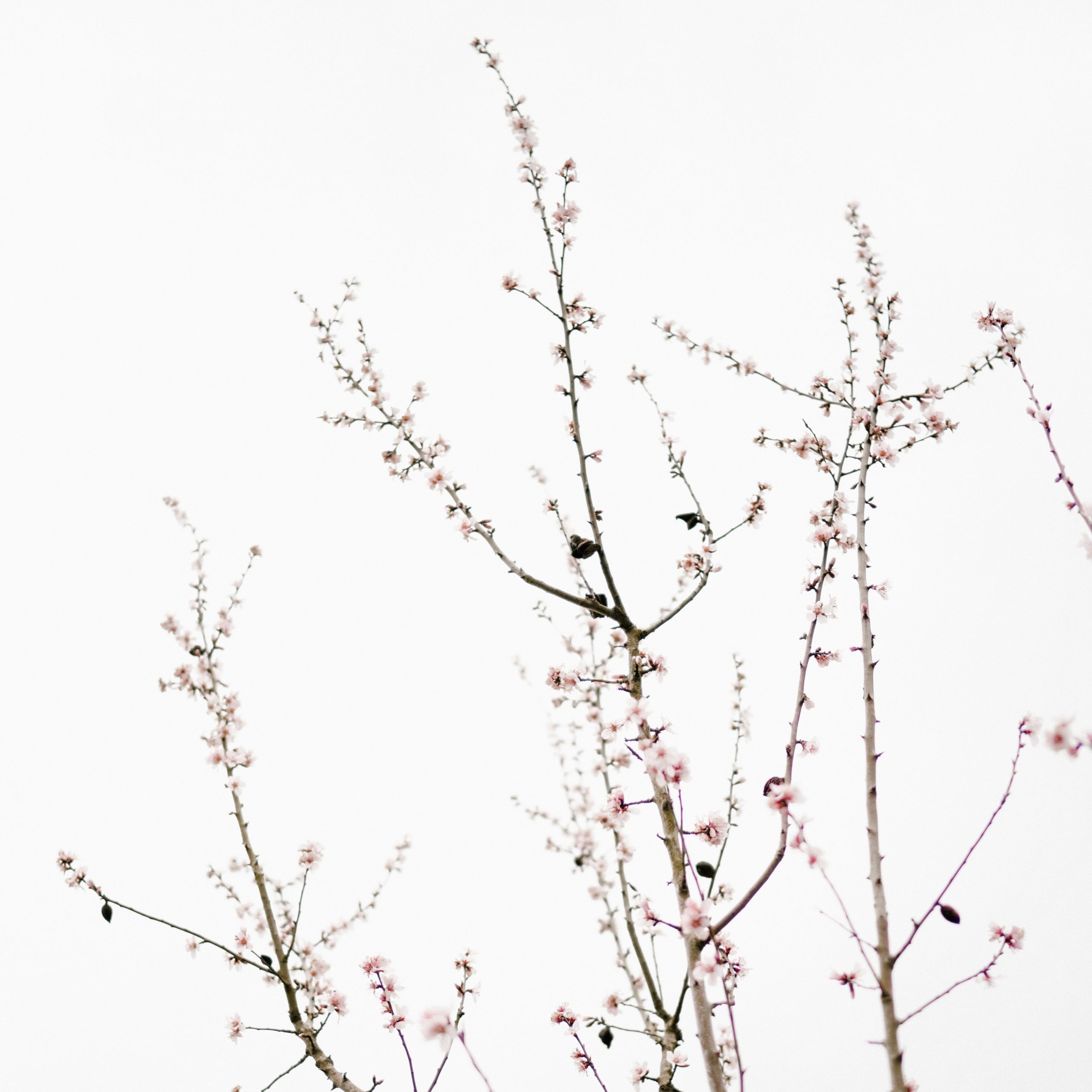 Ramas de almendro en flor.